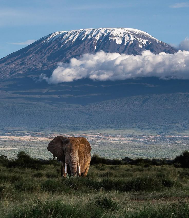 Mount Kilimanjaro peak above the clouds