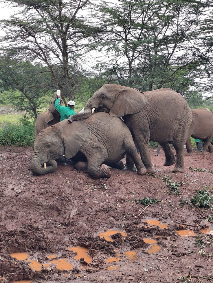 Elephant check up