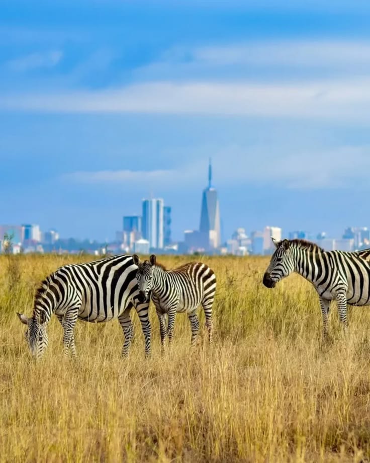Nairobi National Park with city skyline