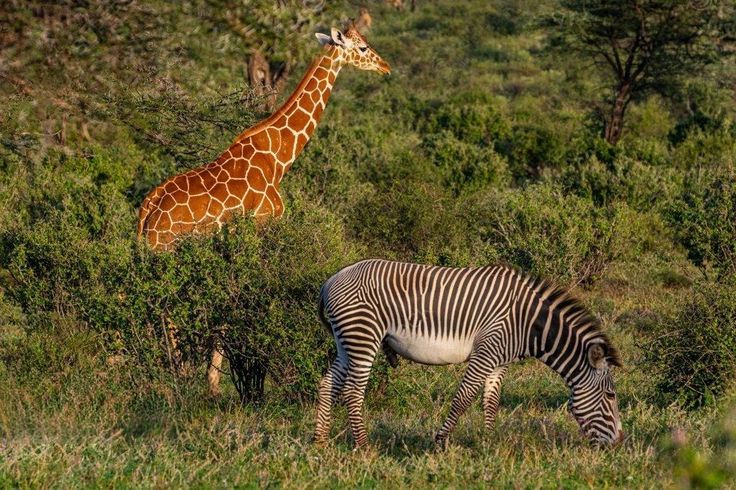 Girrafes and Zebras ins Tsavo West National Park